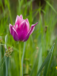 Close-up of pink flower growing on field