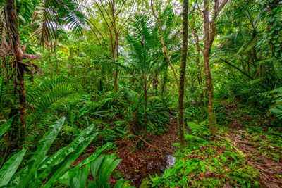 View of trees in forest