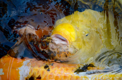 High angle view of turtle in water