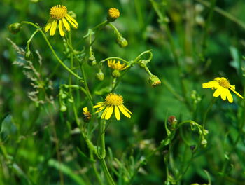 Close-up of yellow flowers