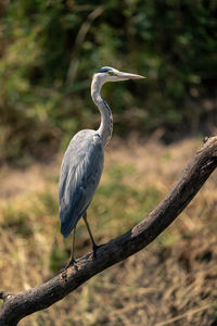 Grey heron on