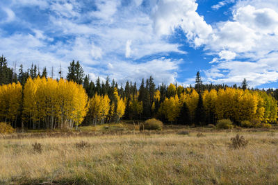 Scenic view of trees on field against sky