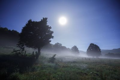 Trees on field against sky