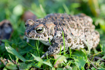 Close-up of frog on plant