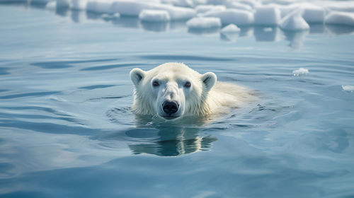 Portrait of bear swimming in lake