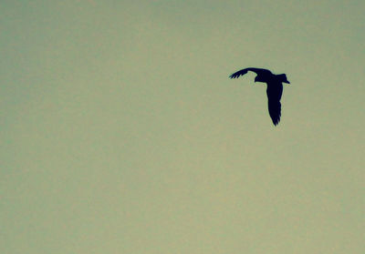 Low angle view of eagle flying against clear sky