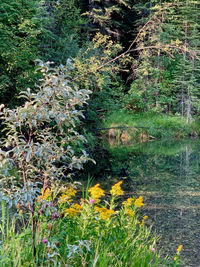 High angle view of yellow flowering plants on land