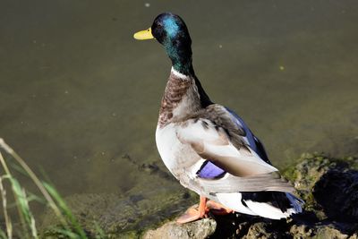 Close-up side view of a duck