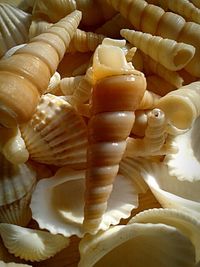 Close-up of food in the dark