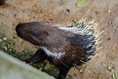 High angle view of an animal