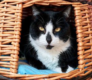 Close-up portrait of a cat