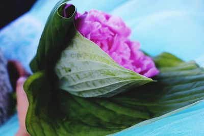 Close-up of pink leaves on plant