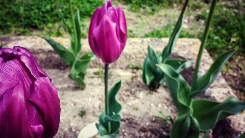 Close-up of purple crocus blooming outdoors