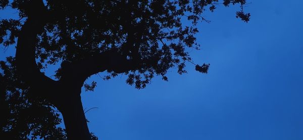 Low angle view of silhouette tree against clear blue sky