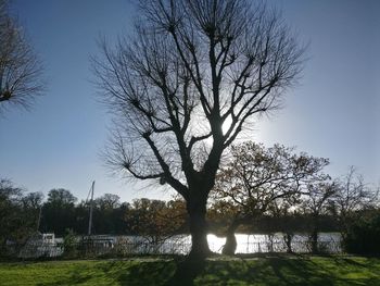 Bare tree on landscape against clear sky