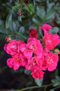 Close-up of pink flowers