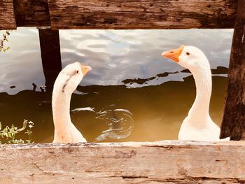 Close-up of swan swimming on lake
