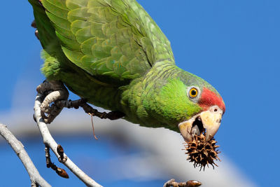 Red crowned parrot eating in a sweetgum tree