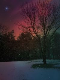 Trees on field during snowfall at night