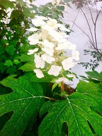 Close-up of butterfly on plant