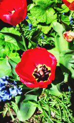 Close-up of red flowers