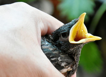 Close-up of hand holding bird