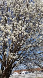 Low angle view of flower tree against sky