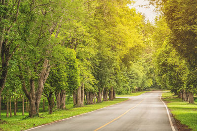 Road amidst trees in forest