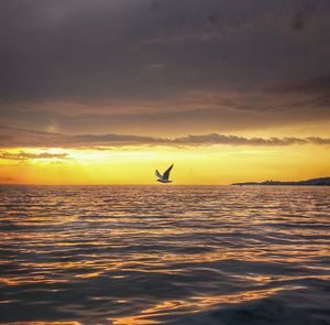 Scenic view of seagull flying over sea at sunset