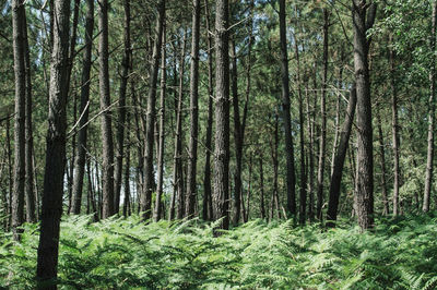 Trees in forest