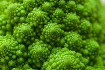 Fresh green romanesque cauliflower
