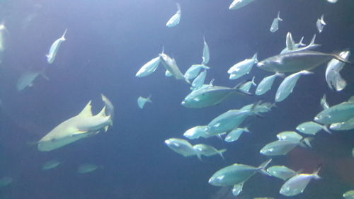 Close-up of fish swimming in aquarium