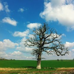 Scenic view of grassy field against sky