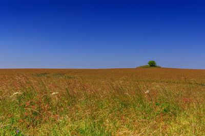 Scenic view of field against clear blue sky