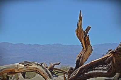 Statue of a tree