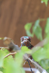 Close-up of insect on leaf