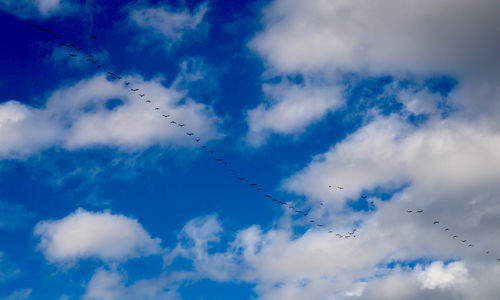 Low angle view of birds flying in sky