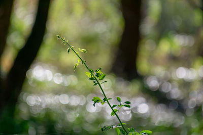 Close-up of flowering plant