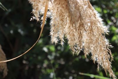 Close-up of dead plant