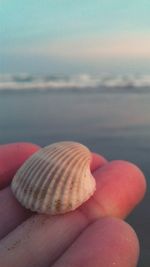 Close-up of hand holding seashells