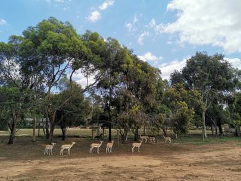 View of trees on field against sky