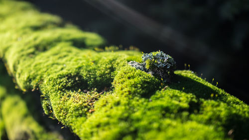 Close-up of fresh green plant