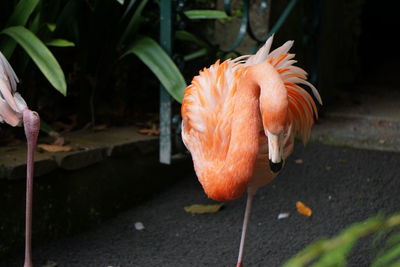 Close-up of flamingo