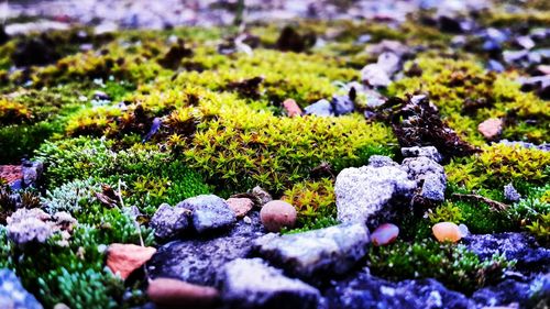 Close-up of moss growing on rock