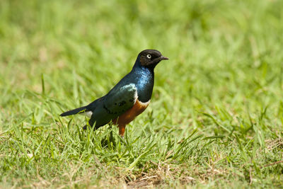 Close-up of bird perching on grass