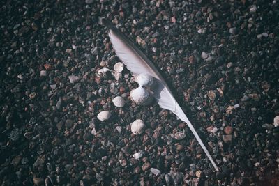 High angle view of feather and shells at beach