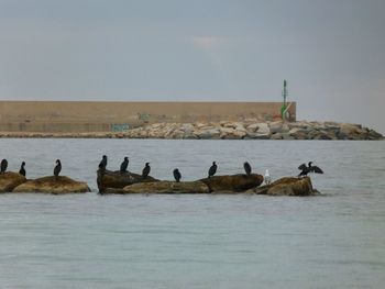 Birds in a sea against the sky