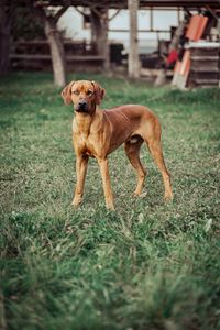 Portrait of dog on field