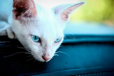 Close-up portrait of cat