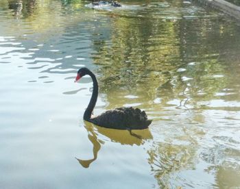 Swan floating on lake